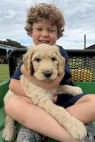 Rufus, a male Goldendoodle for sale in Nokomis, IL – 1 of 4