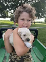 Bella, a female Golden Retriever for sale in Nokomis, IL – 2 of 4