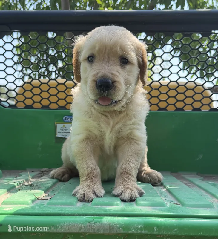 Lucky – Golden Retriever puppy for sale in Nokomis, IL