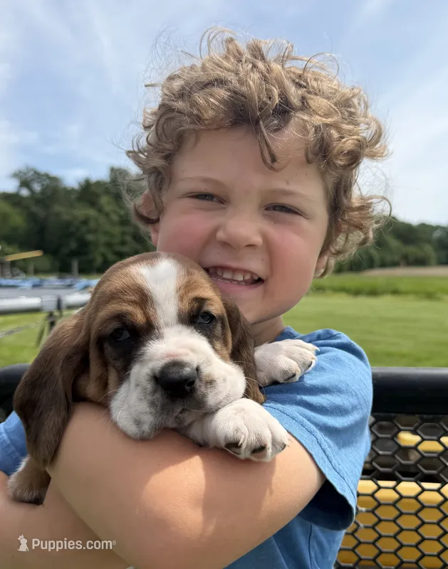 Rooster – Basset Hound puppy for sale in Nokomis, IL