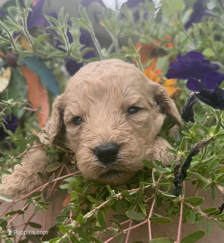 Sugar – Goldendoodle puppy for sale in Nokomis, IL