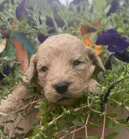 Sugar, a female Goldendoodle for sale in Nokomis, IL – 1 of 8
