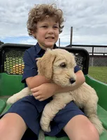 Duke, a male Goldendoodle for sale in Nokomis, IL – 4 of 6