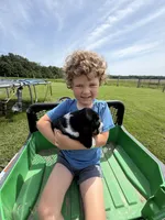Fred, a male Basset Hound for sale in Nokomis, IL – 5 of 5