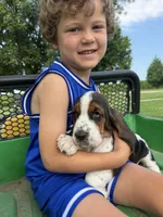 June, a female Basset Hound for sale in Nokomis, IL – 3 of 5