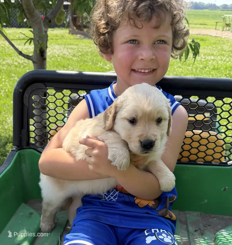Lucy – Golden Retriever puppy for sale in Nokomis, IL