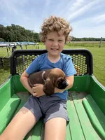 Hank, a male Basset Hound for sale in Nokomis, IL – 4 of 5