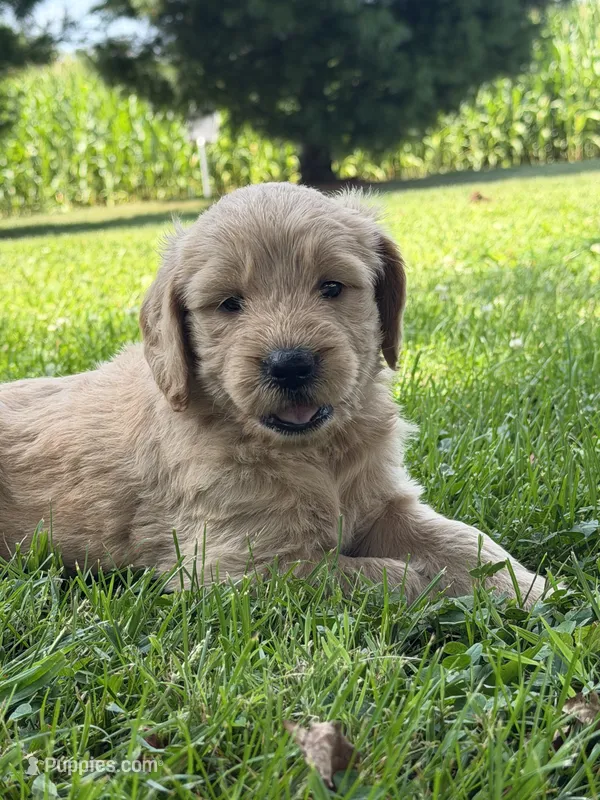 Sugar – Goldendoodle puppy for sale in Nokomis, IL