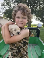 Lucy, a female Golden Retriever for sale in Nokomis, IL – 4 of 5