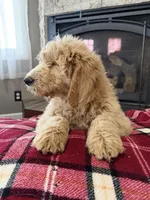 Hank, a male Goldendoodle for sale in Nokomis, IL – Photo 2 of 4