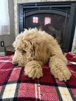 Hank, a male Goldendoodle for sale in Nokomis, IL – Photo 4 of 4