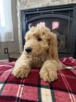 Hank, a male Goldendoodle for sale in Nokomis, IL – Photo 3 of 4