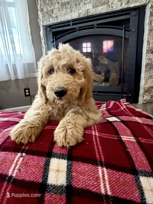 Hank – Goldendoodle puppy for sale in Nokomis, IL