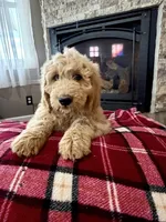 Hank, a male Goldendoodle for sale in Nokomis, IL – Photo 1 of 4