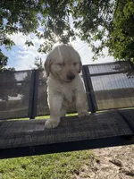 June, a female Golden Retriever for sale in Nokomis, IL – 7 of 7