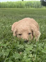 Sugar, a female Goldendoodle for sale in Nokomis, IL – 8 of 8