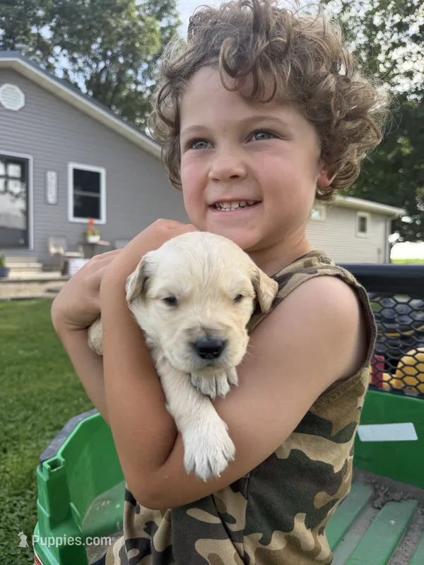 Rooster – Golden Retriever puppy for sale in Nokomis, IL