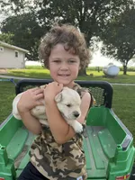 Rooster, a male Golden Retriever for sale in Nokomis, IL – 3 of 4