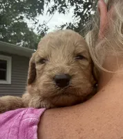 Sugar, a female Goldendoodle for sale in Nokomis, IL – 2 of 8