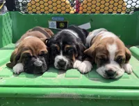Hank, a male Basset Hound for sale in Nokomis, IL – 2 of 5