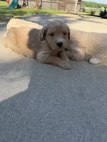 Lucky, a male Goldendoodle for sale in Nokomis, IL – 2 of 4