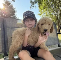Sugar, a female Goldendoodle for sale in Nokomis, IL – 3 of 5