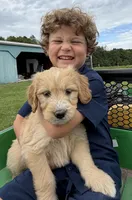 Jasper, a male Goldendoodle for sale in Nokomis, IL – 4 of 5