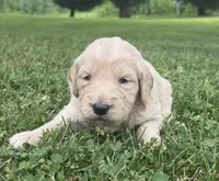 Duke, a male Goldendoodle for sale in Nokomis, IL – 2 of 6
