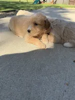 Lucky, a male Goldendoodle for sale in Nokomis, IL – 3 of 4