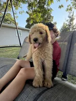 Sugar, a female Goldendoodle for sale in Nokomis, IL – 5 of 5