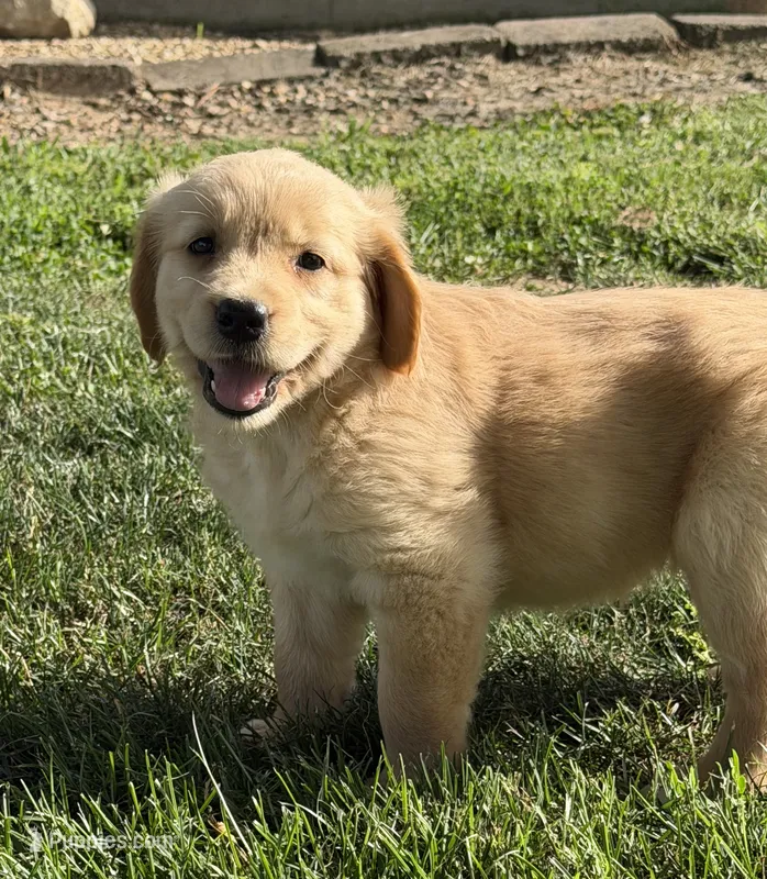 Lucy – Golden Retriever puppy for sale in Nokomis, IL
