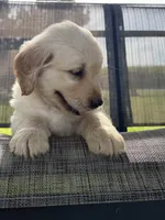 June, a female Golden Retriever for sale in Nokomis, IL – 4 of 7