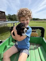 Fred, a male Basset Hound for sale in Nokomis, IL – 3 of 5