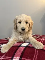 Lucky, a male Goldendoodle for sale in Nokomis, IL – Photo 3 of 3