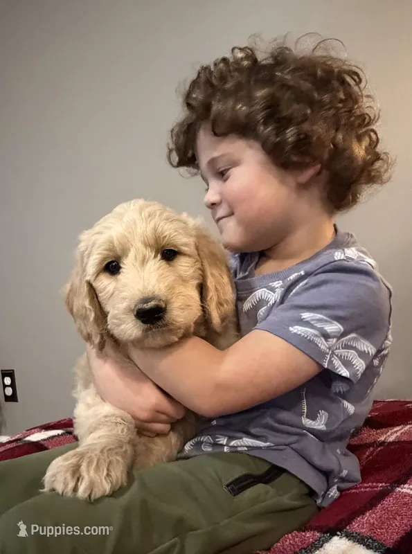 Lucky, a male Goldendoodle for sale in Nokomis, IL – Photo 1 of 3