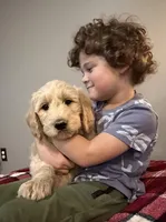 Lucky, a male Goldendoodle for sale in Nokomis, IL – Photo 1 of 3