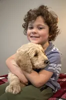 Lucky, a male Goldendoodle for sale in Nokomis, IL – Photo 2 of 3