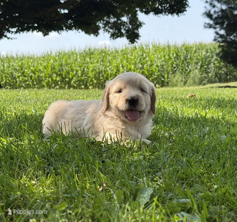 Bella – Goldendoodle puppy for sale in Nokomis, IL
