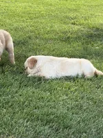 June, a female Golden Retriever for sale in Nokomis, IL – 5 of 7
