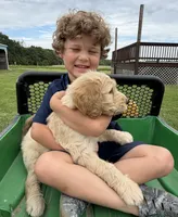 Rufus, a male Goldendoodle for sale in Nokomis, IL – 3 of 4