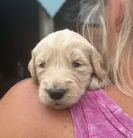 Duke, a male Goldendoodle for sale in Nokomis, IL – 5 of 6
