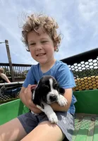 Ella, a female Basset Hound for sale in Nokomis, IL – 2 of 4