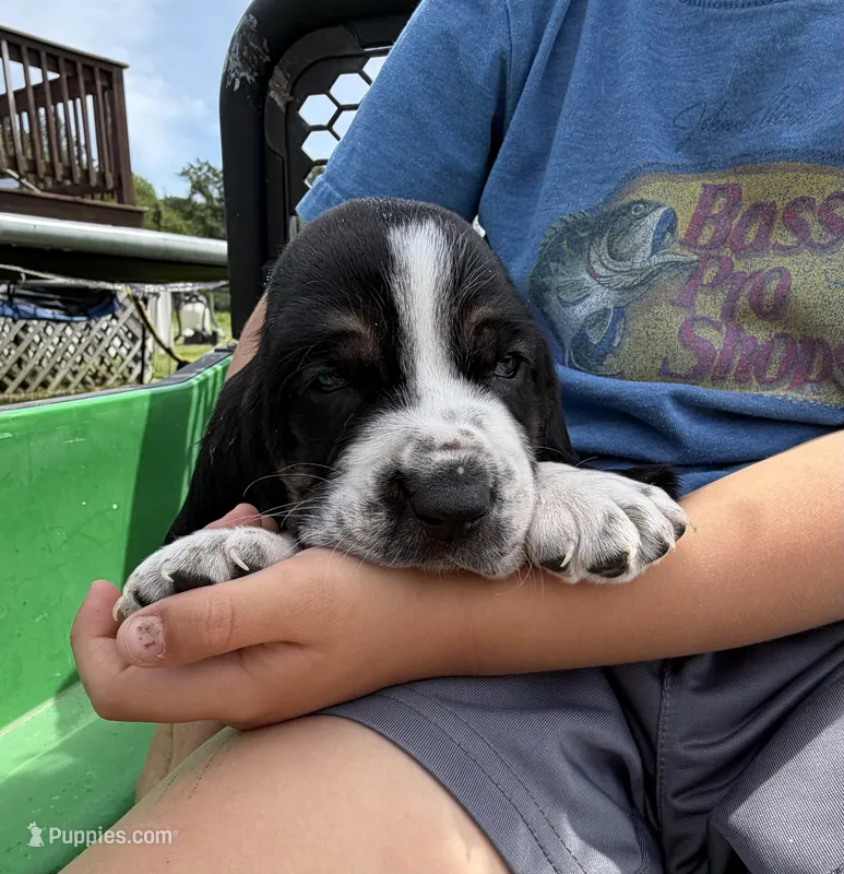 Ella – Basset Hound puppy for sale in Nokomis, IL