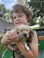 Lucky, a male Golden Retriever for sale in Nokomis, IL – 2 of 3