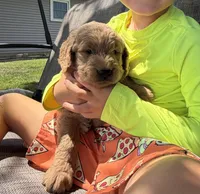 Hank, a male Goldendoodle for sale in Nokomis, IL – 2 of 8