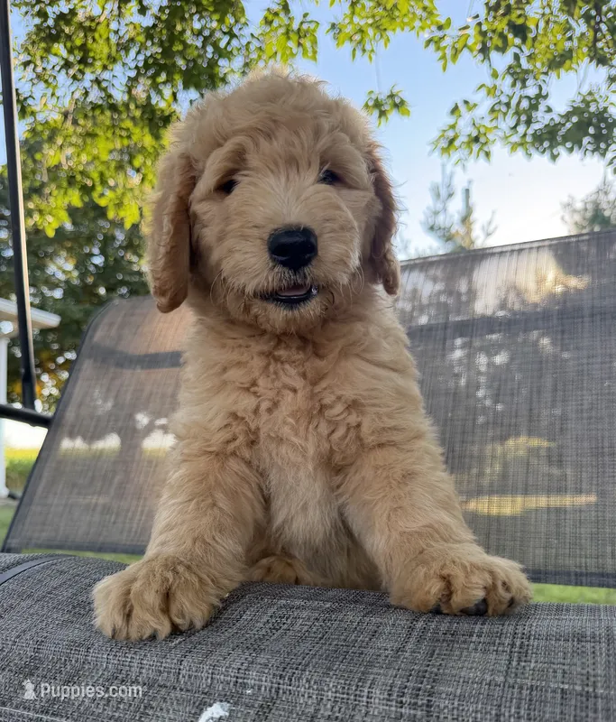 Bella – Goldendoodle puppy for sale in Nokomis, IL