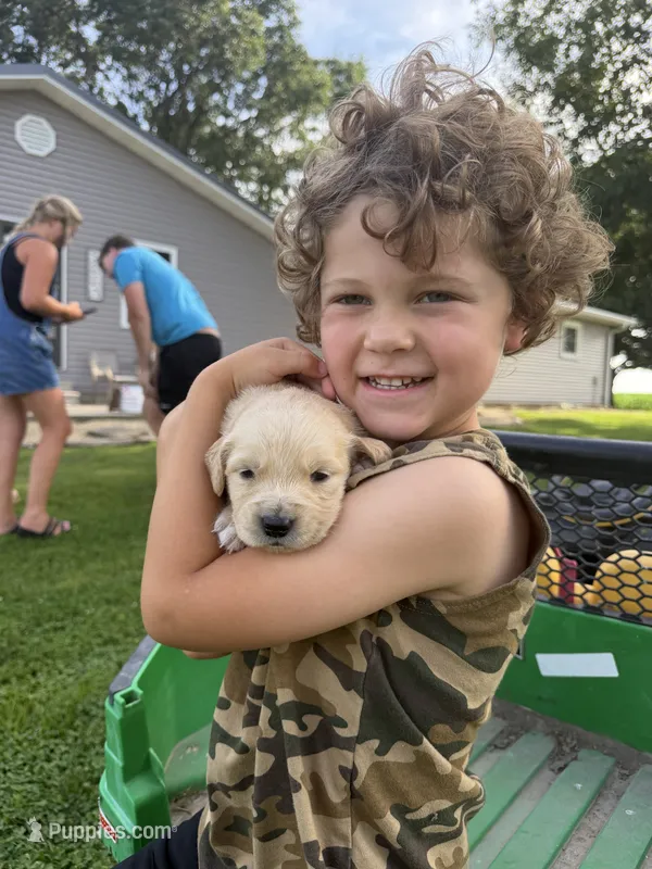 Lucy, a female Golden Retriever for sale in Nokomis, IL – 1 of 5
