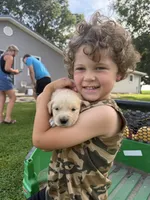Lucy, a female Golden Retriever for sale in Nokomis, IL – 1 of 5