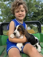 June, a female Basset Hound for sale in Nokomis, IL – 4 of 5
