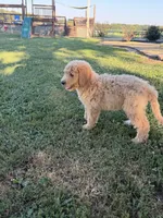 Duke, a male Goldendoodle for sale in Nokomis, IL – 6 of 6